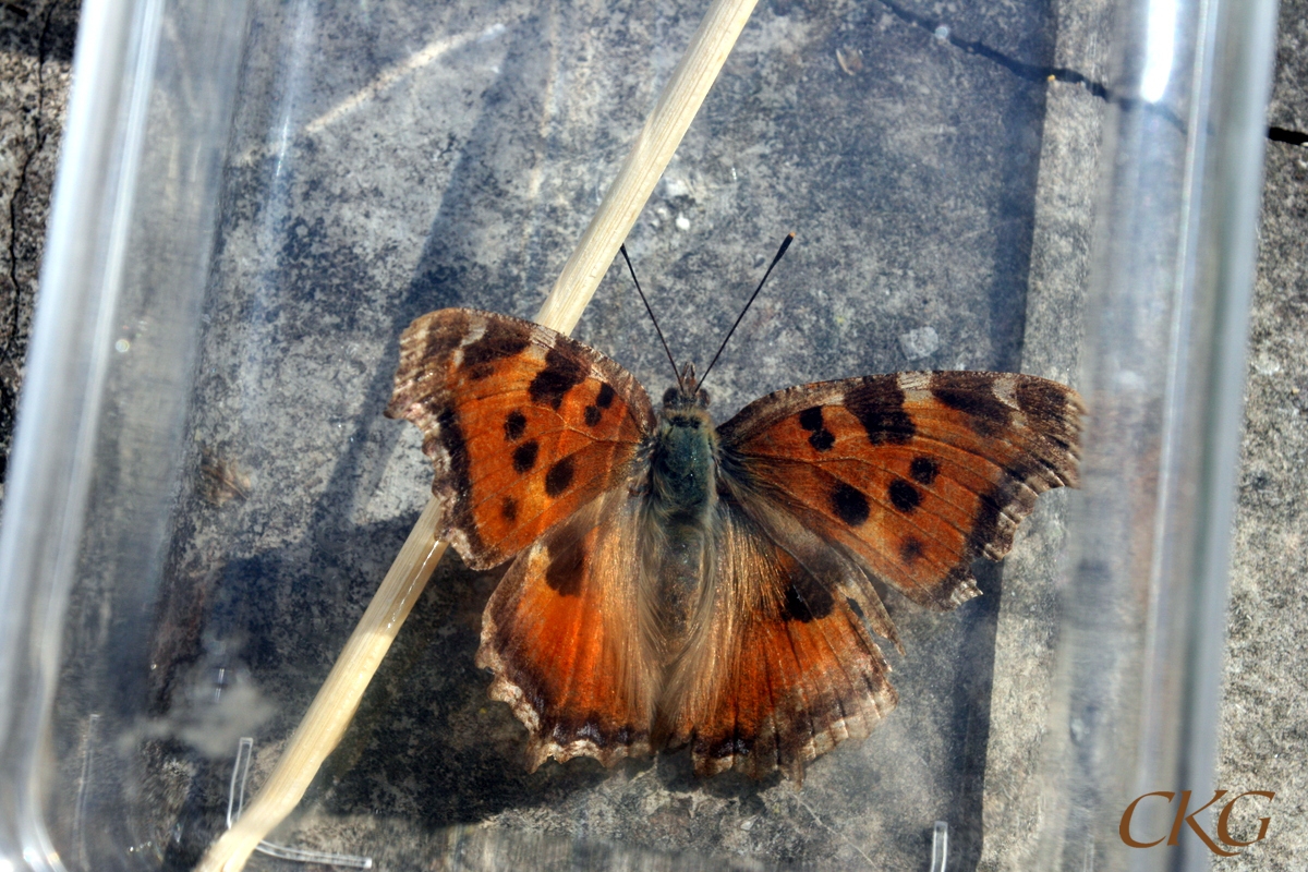 Stor, orange på hela framvingen (nässelfjäril är mörk närmast kroppen). De ljusa fläckarna i framkanten klart mindre än de svarta. Fyra fläckar på nedre halvan av framvingen (Nässelfjäril har en stor + 2 små). Otroligt lurvig, beror väl på att den kommer från Sibirien. I fotoburk som ger lite reflexer.