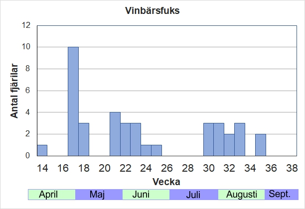 Antal individer vid inventeringar längs Listrevägen och Stormossevägen 2013-2017 fördelade på veckonummer. De övervintrande fjärilarna späds varma vårar på med en försommargeneration av ljusare, mindre flikiga individer som flyger fram till midsommar. Höstens nykläckta vinbärsfuks är alla mörka och mycket flikiga.