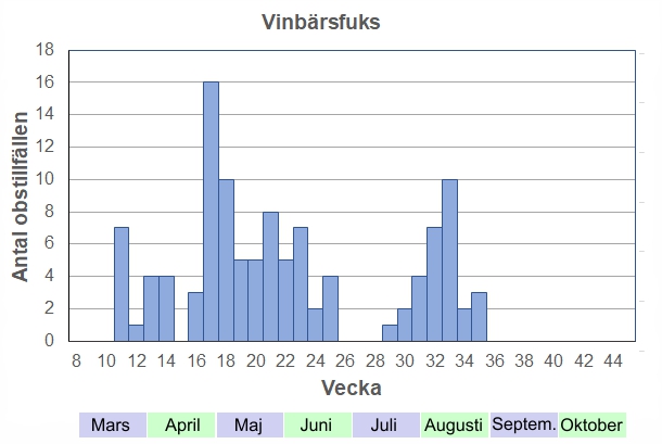 Antal observationstillfällen (inte individer) 2012-2017 fördelade på veckonummer. En av de tidigaste arterna man ser här. Kan sitta och sola redan innan snön hunnit smälta bort helt, och brukar sedan flyga ända fram till midsommar. De nykläckta fjärilarna på eftersommaren söker sig gärna till ruttnade fallfrukt.