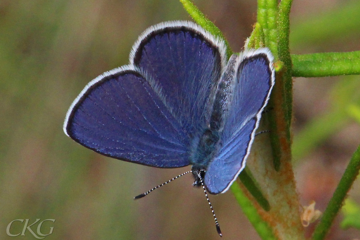 Lite mattare glans, och mörkare blåviolett än andra blåvingar