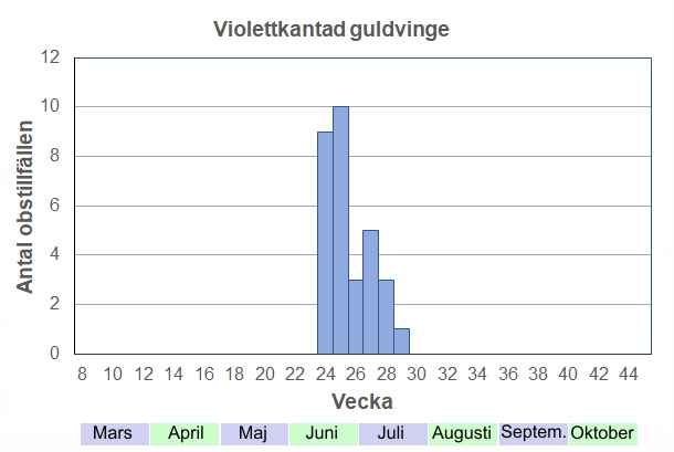 Antal observationstillfällen (inte individer) 2012-2017 fördelade på veckonummer. Flyger från midsommar och en månad framåt, men antal fjärilar verkar variera ganska mycket per år. Man brukar dock alltid se någon per år i hagen. 