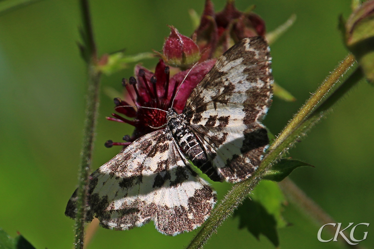 Vitbandad björkfältmätare hör till torvmossarna, och blommande kråkklöver lockar gärna säsongens sista flygare