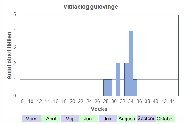 Antal observationstillfällen (inte individer) 2012-2017 fördelade på veckonummer. Flyger under juli-augusti. Framför allt honorna kan ses under en ganska lång tid.