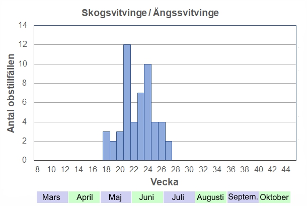 Antal observationstillfällen (inte individer) 2012-2017 fördelade på veckonummer. Skogs- och ängsvitvinge flyger från maj till midsommar här, och ibland några få i ena partiell andra generation i augusti. Jag har sett enstaka ex sent på säsongen, men aldrig fotat dem, så de finns inte med här.