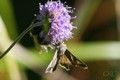 Gammafly_20130814_24297.jpg