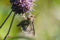 Gammafly_20130814_24303.jpg