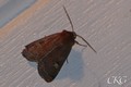 Gulfl_jordfly_20180812_055795.JPG