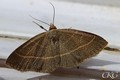 Palpfly_20220613_079772.jpg