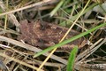 Storre_bandfly20120724_17034.jpg