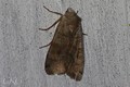 Svartpunktsjordfly_20200914_71827.jpg