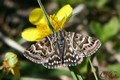 Vitbr_slatterfly_20140601_28389.JPG