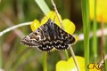 Vitbr_slatterfly_20150605_032420.JPG