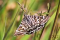 Vitbr_slatterfly_20150605_032425.JPG