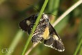 Vitfl_hedfly_20190522_059046.JPG