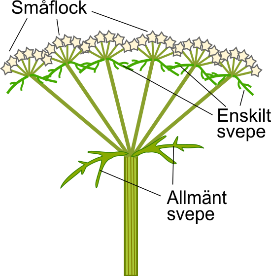 Apiaceae svepen