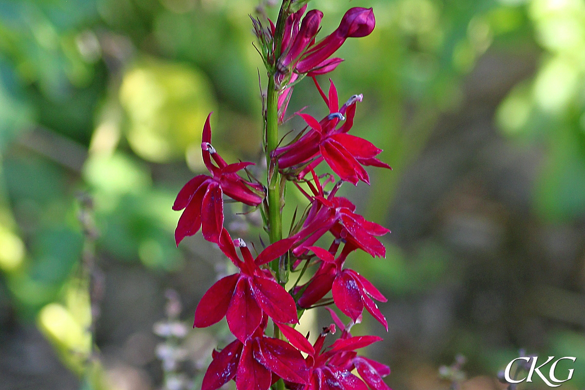 Axlobelia