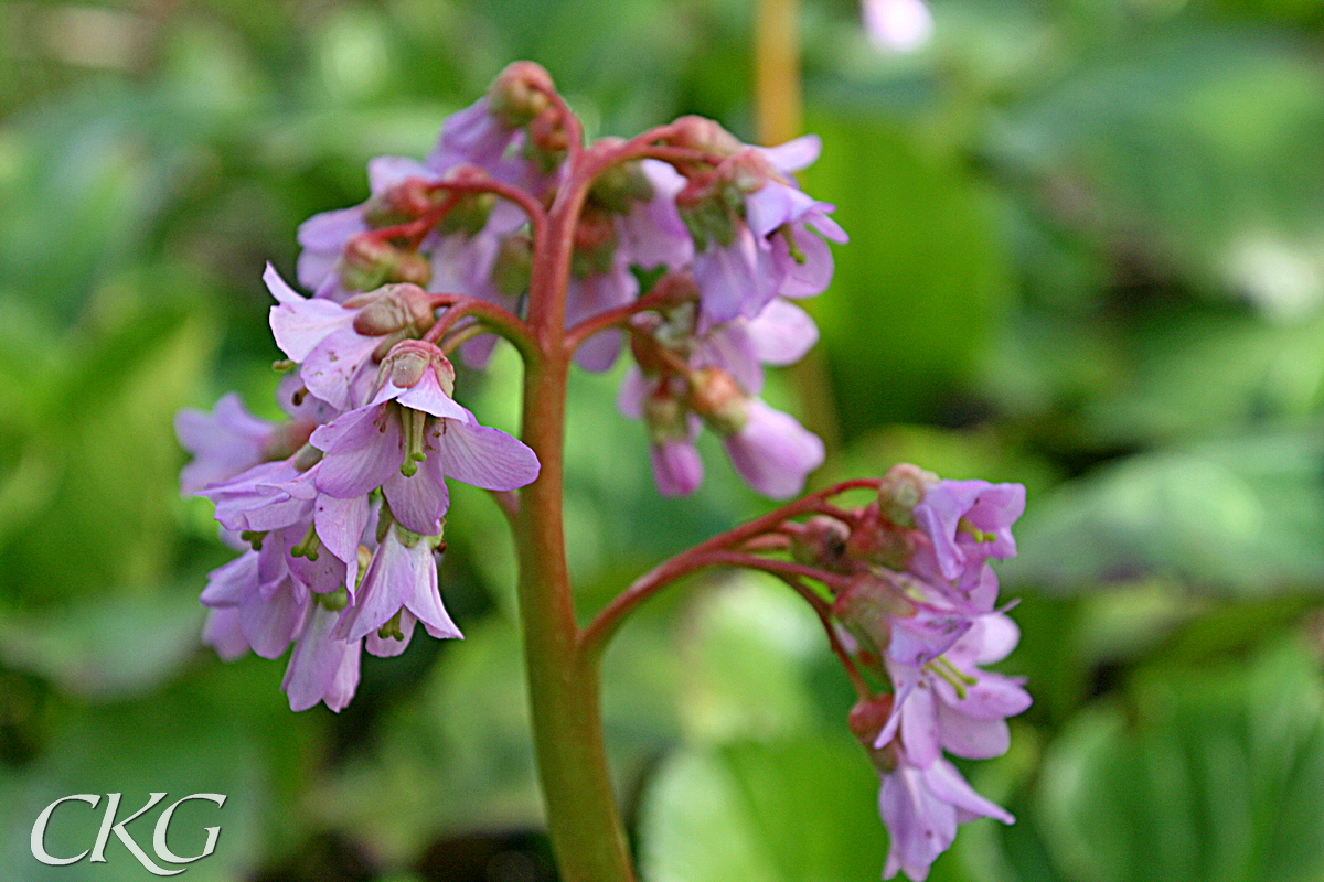 Bergenia