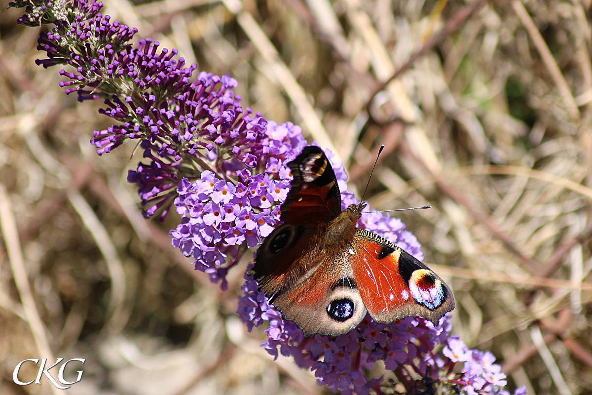 Buddleja