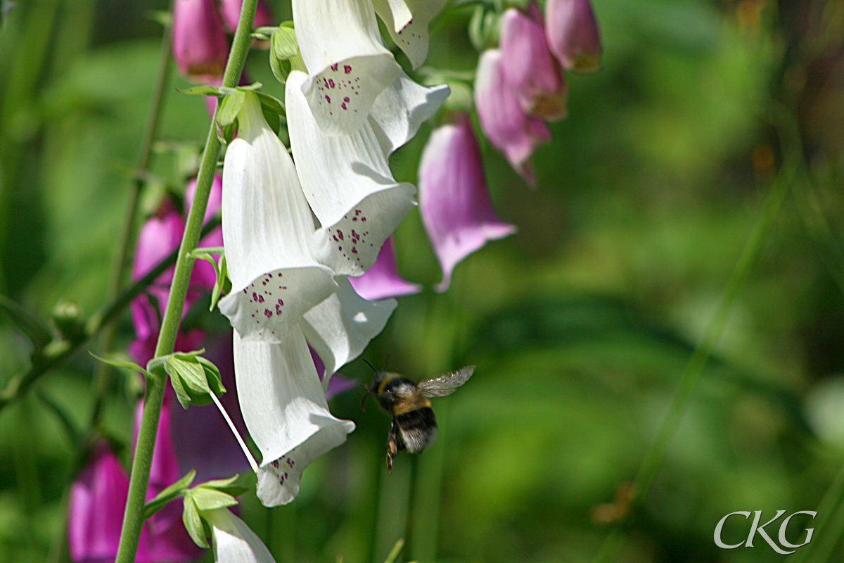 Fingerborgsblomma