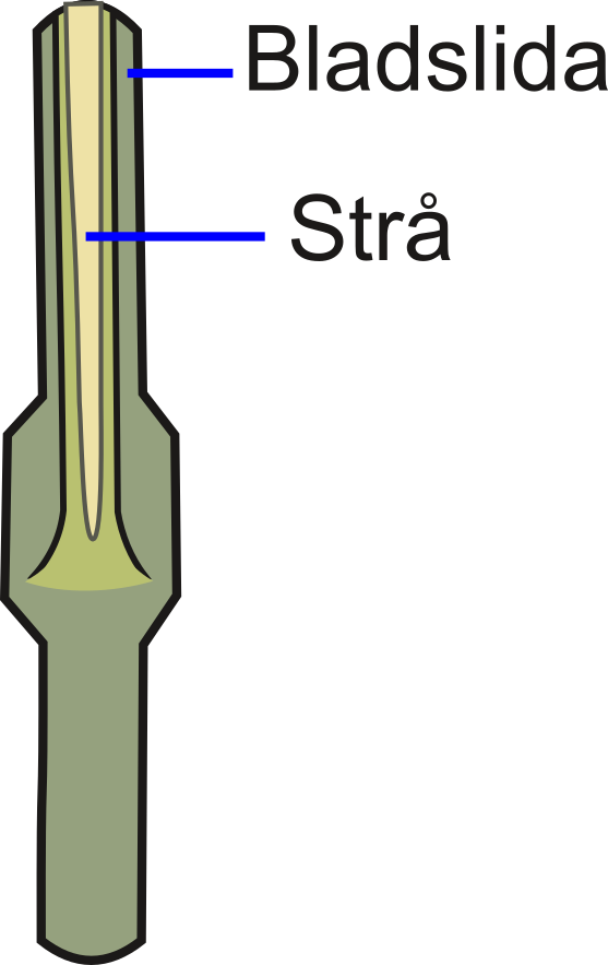 Poa_lsn_stra