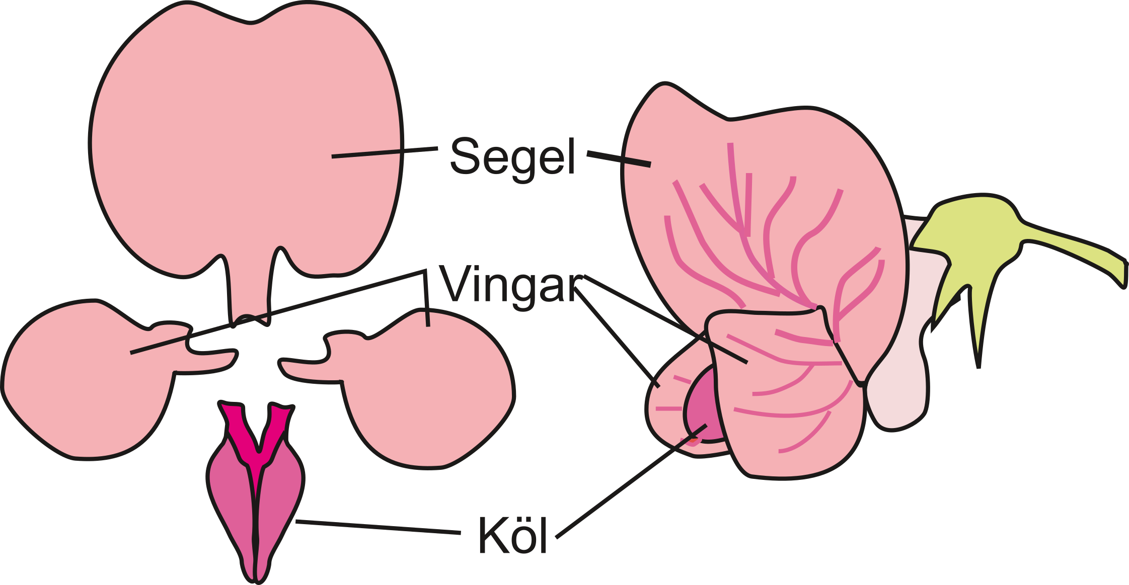 ärtblommans delar