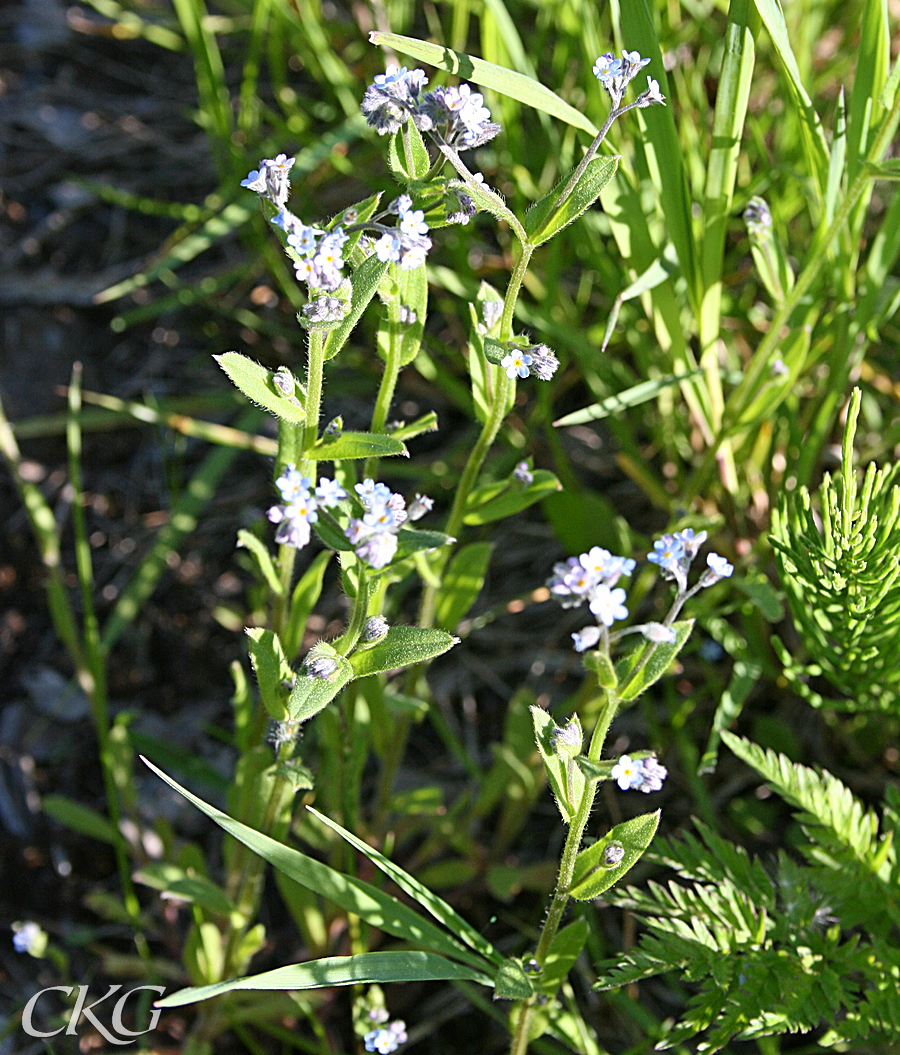 Stjälk och blad är utspärrat håriga