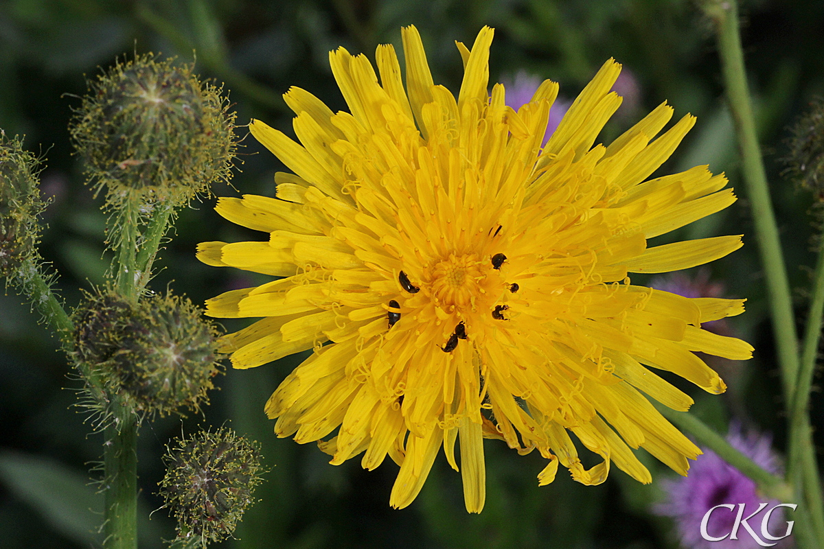 Blomskaft och korgar är klädda av gula körtelhår