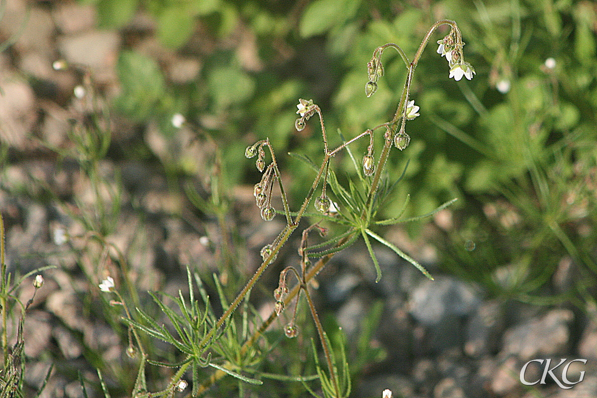 Akerspergel_Listregdn_25390.JPG