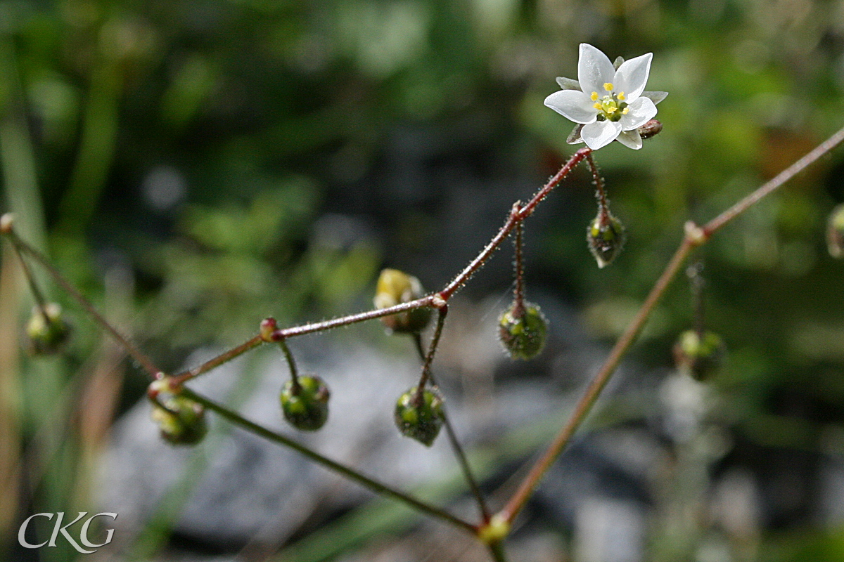 De vita, utslagna blommorna är uppåtvända