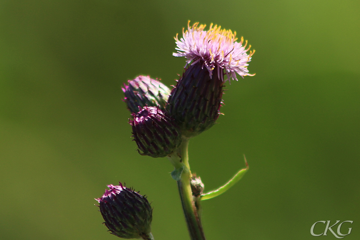 Akertistel_blommande_gula_marken_61976.jpg