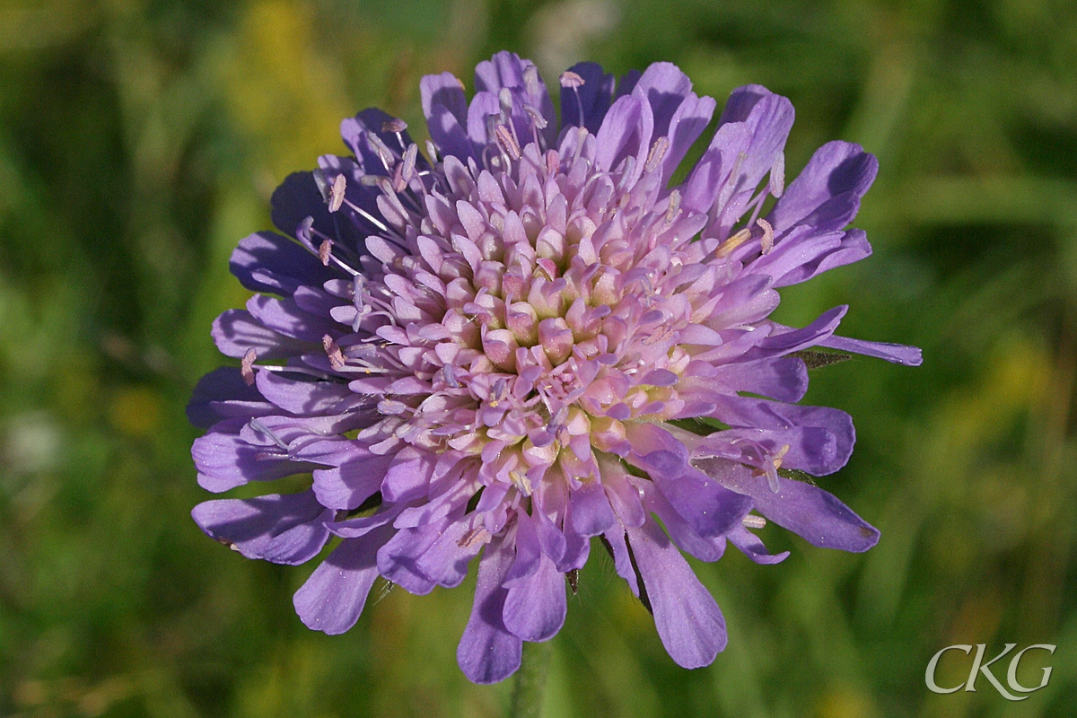 Åkervädd, med plattare blomkorg och större kantblommor än ängsvädd