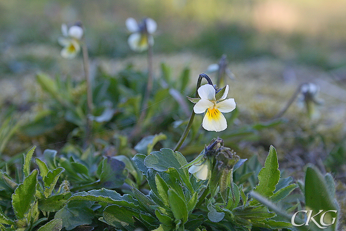 Åkerviol har gulvita blommor med en gul fläck och mörka streck på det nedersta kronbladets inre del