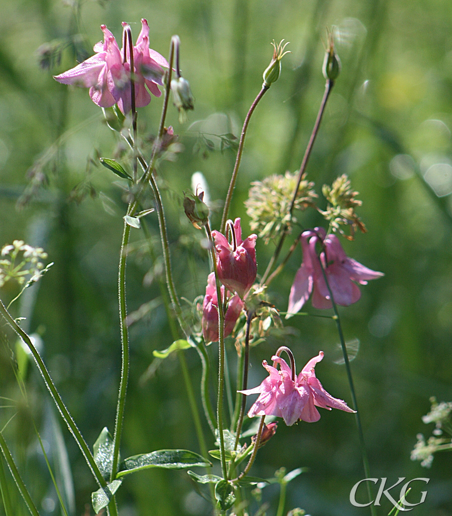 Akleja_rosa_16185.JPG