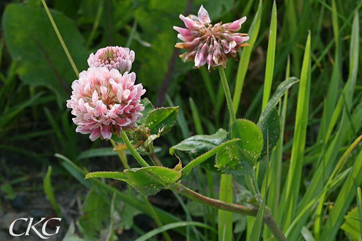 De doftande blommorna är först vita, men blir sedan rosa