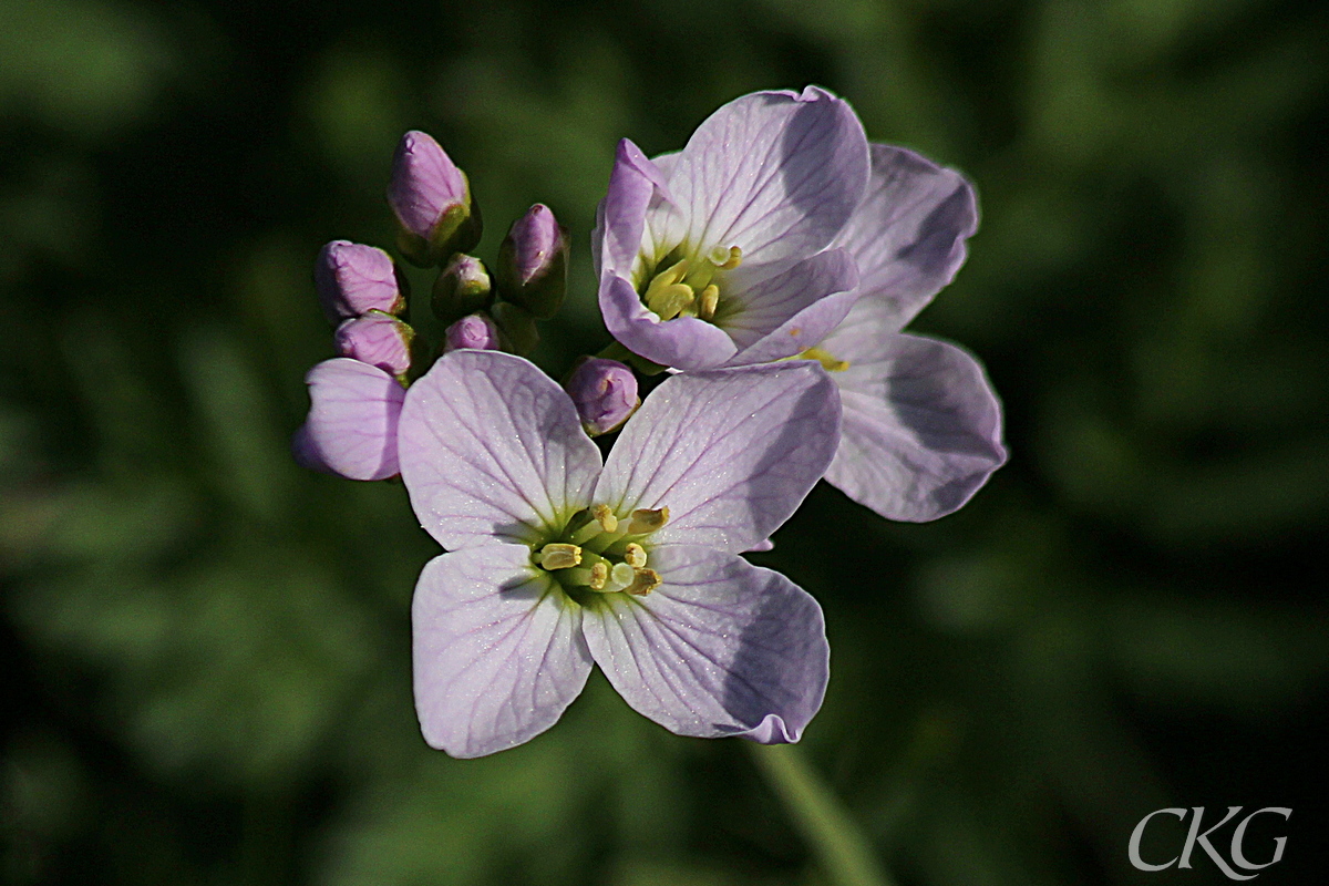 Ängsbräsma med blekrosa blommor med lite mörkare ådring