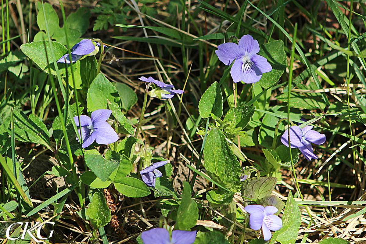 Ängsviol saknar bladrosett, utan blad och blommor kommer från en jordstam