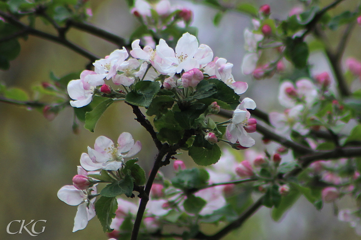 Vildapeln i Kurvbacken täcks av doftande blommor