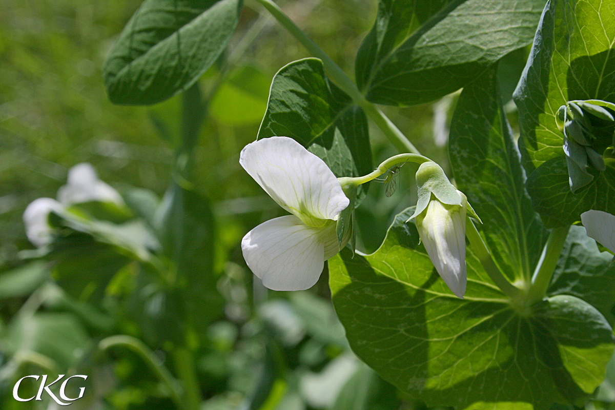 Blommande trädgårdsärt