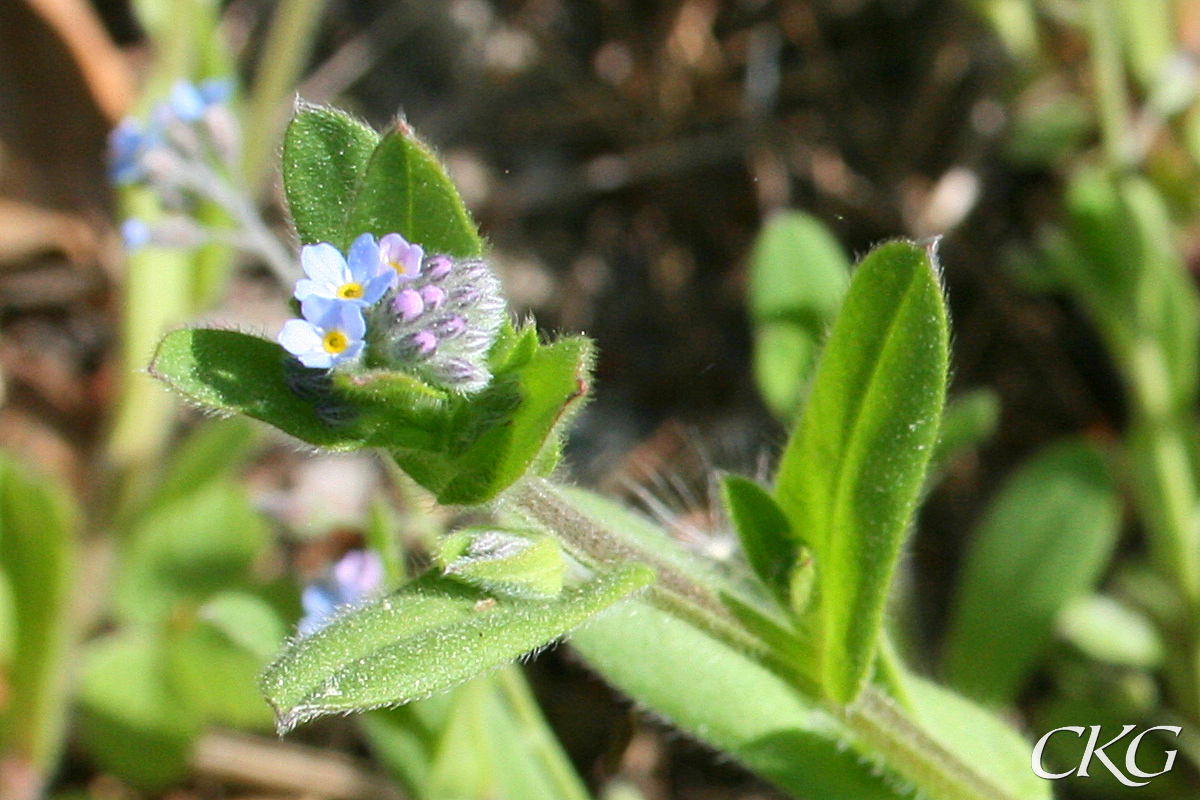 Små 2 mm breda, förgätmigejblå blommor på korta skaft