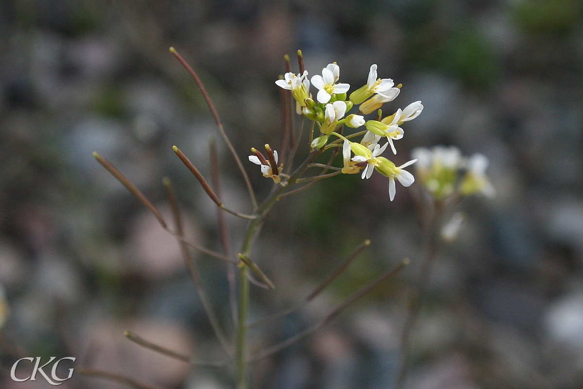 Backtrav_blommor_14832.JPG