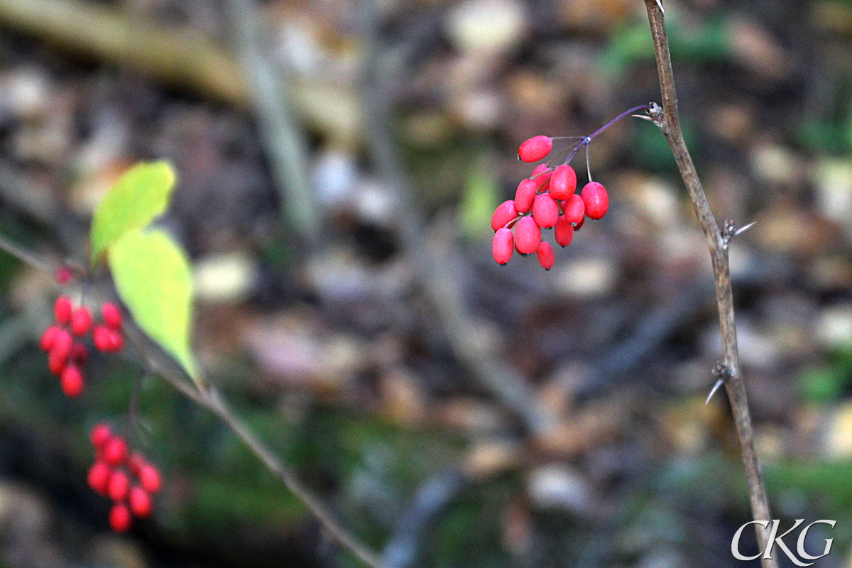 Berberis_barklase_Kvinnerstatorp_047613.JPG