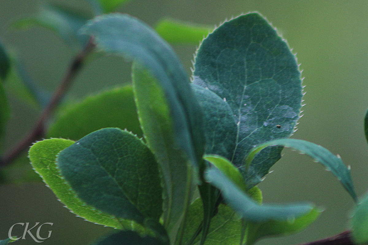 Berberis_blad_Kvinnerstatorp_046852.JPG