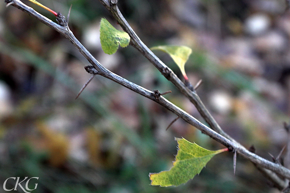 Berberis_tornar_Kvinnerstatorp_047616.JPG