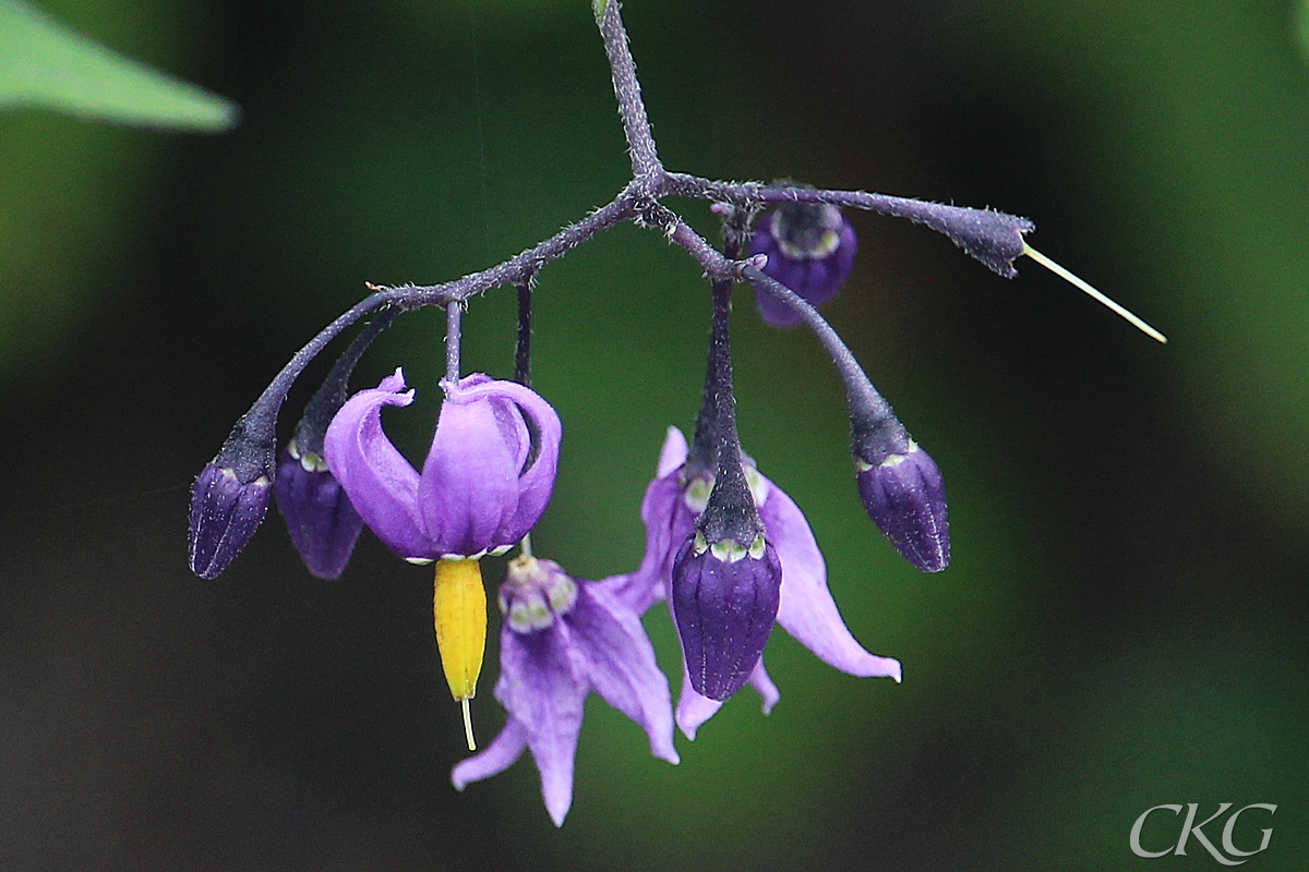 Besksota_blommor_75982.jpg