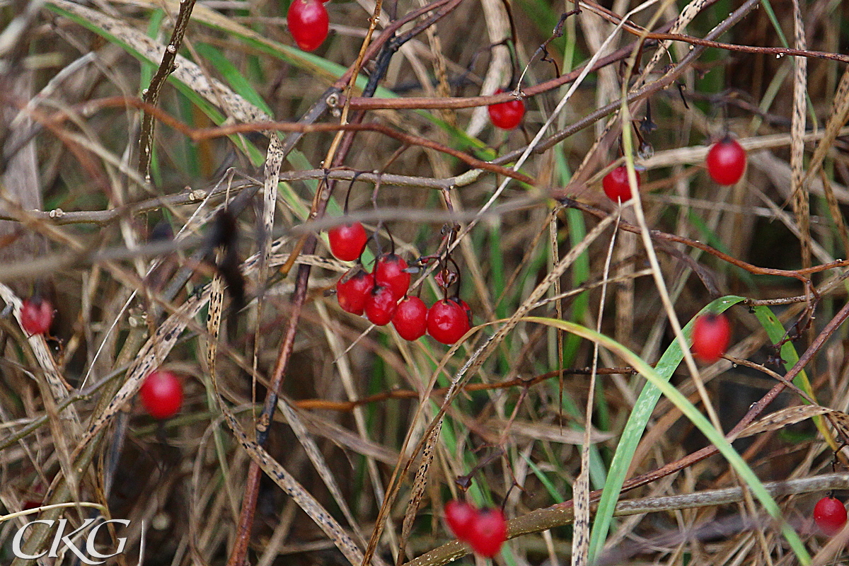 Besksöta_bar_november_081820.jpg