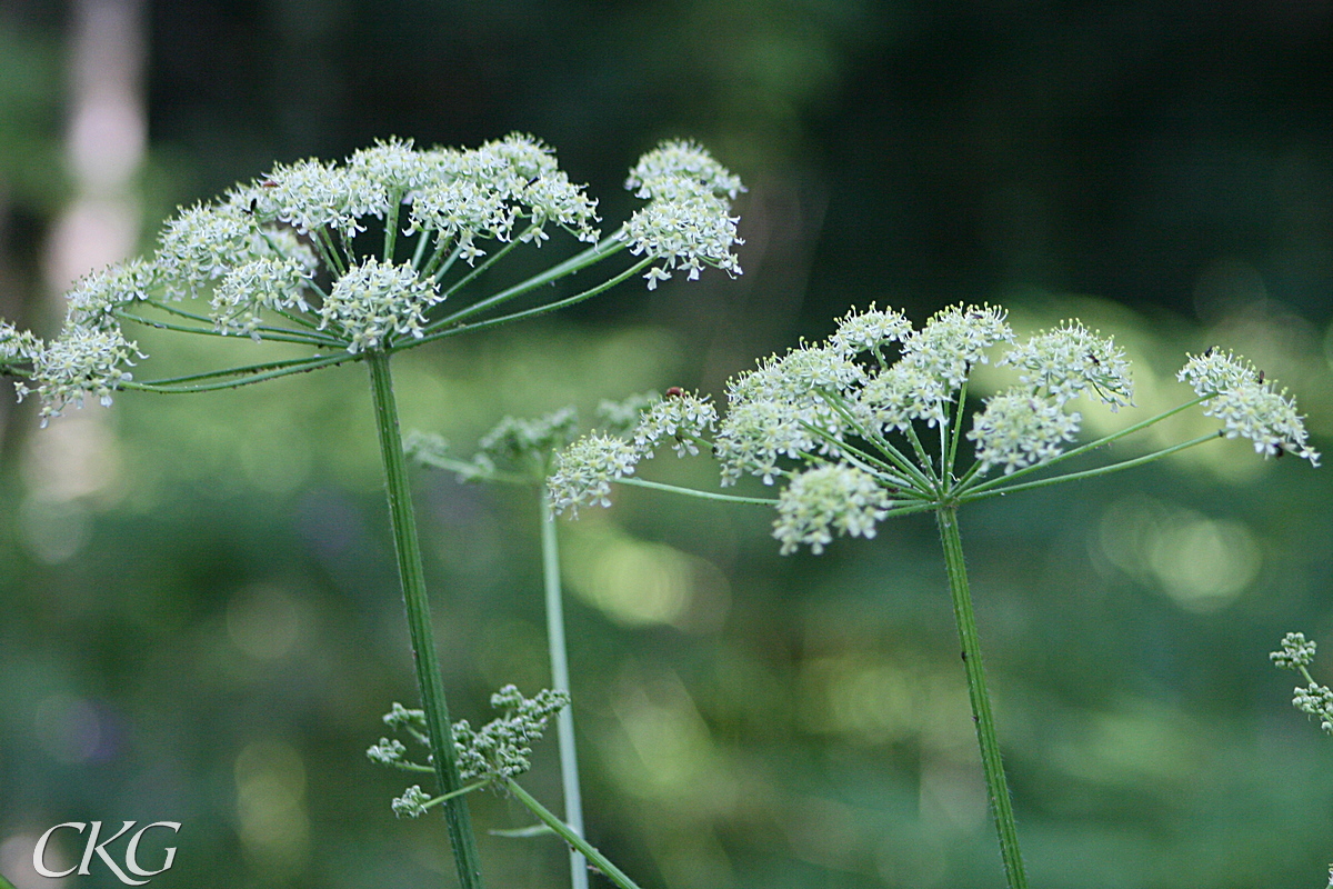 Blomställningar