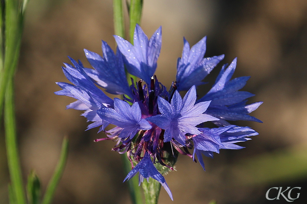 Blaklint_i_blomsterang_vid_bruket_76835.jpg