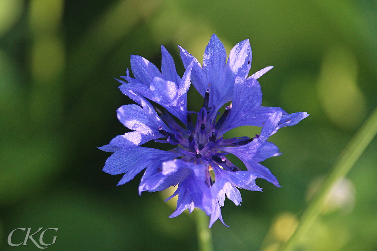 Blaklint_pa_sommarblomsang_Branda_tomten_75903.jpg