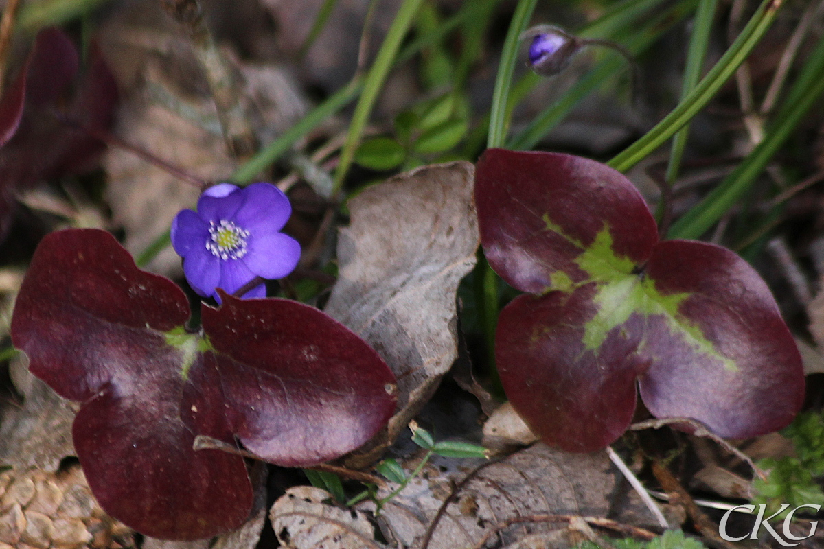 Blasippa_vinroda_blad_Kvinnerstatorp_67694.jpg