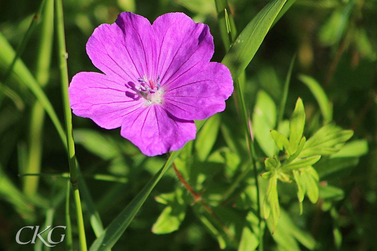 Stora, rödlila ganska flata blommor